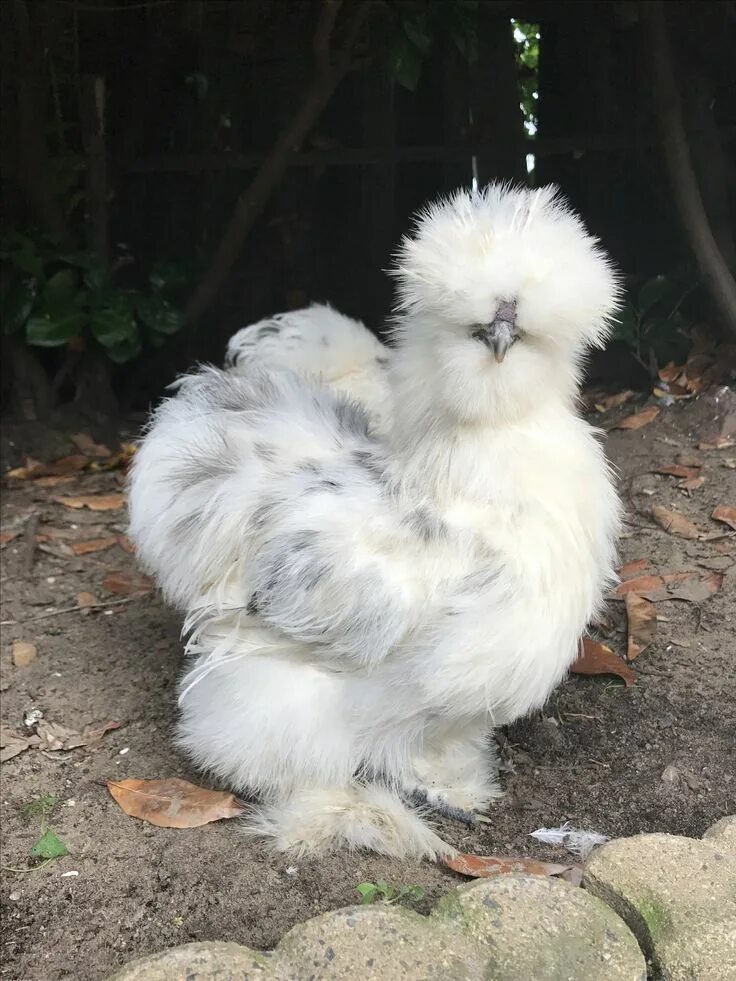 Породы лохматых кур фото Young silkie blue paint rooster Silkie chickens Silkie chickens, Fancy chickens,