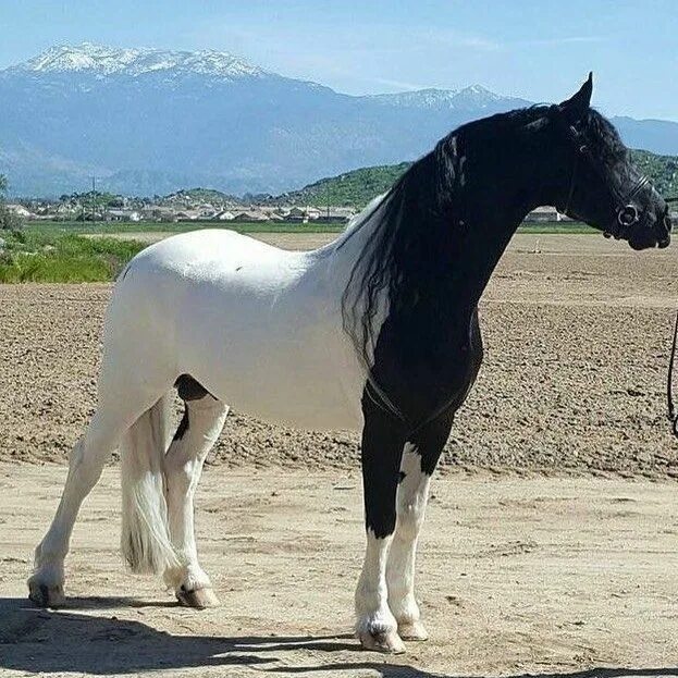 Породы лошадей фото видео Pin by Sodré on horse/cavalos/jegue e burro Horses, Rare horses, Beautiful horse