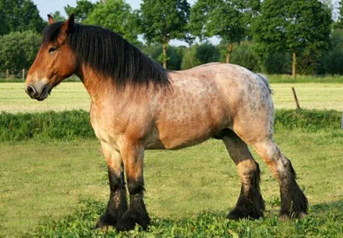 Породы лошадей фото видео The so called Belgian Draft... Horses, Rare horses, Draft horses