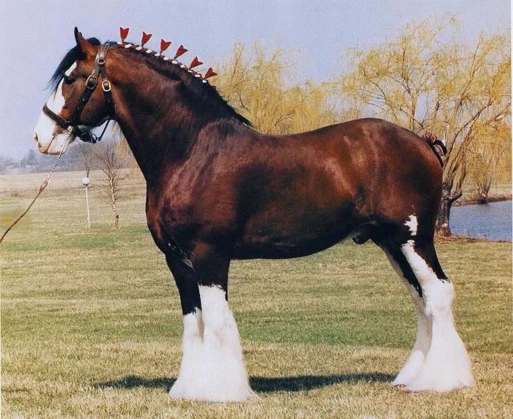 Породы лошадей фото видео clydsdale Horses, Clydesdale horses, Horse breeds