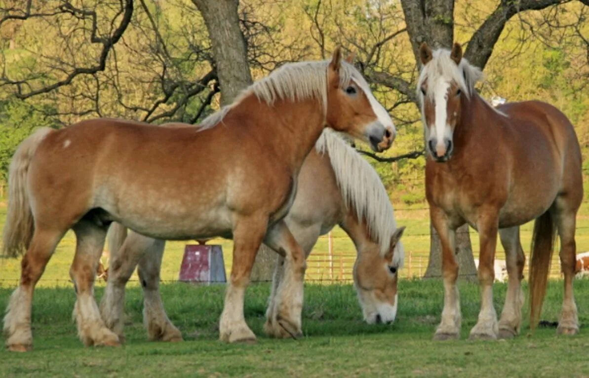 Породы лошадей фото видео Pin by RuthieBlue on Belgian Draft (American type) Belgian horse, Horse breeds, 