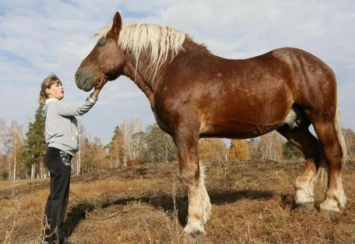 Породы лошадей фото видео Pin by deepins3 on Советские. Тяжел Horses, All horse breeds, Beautiful horses