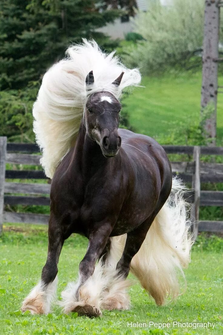 Породы лошадей с фото Gorgeous colored horse, black with long white mane and tail, so pretty! Horses, 