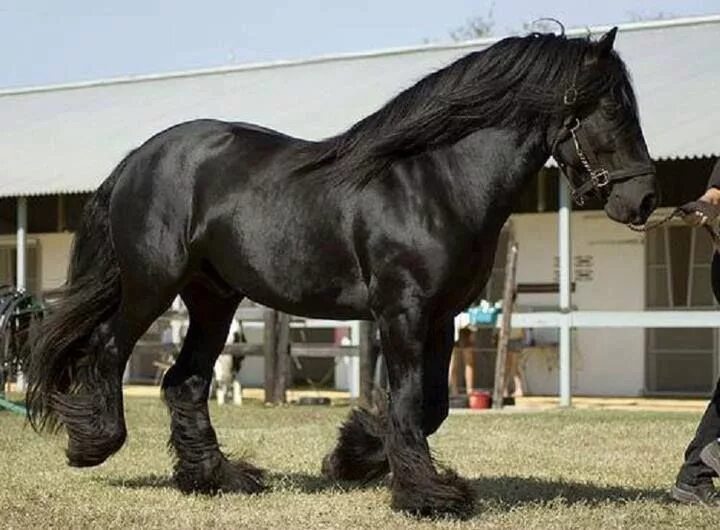 Породы лошадей с фото Pure Black Clydesdale The Friesian -- One of the most expensive horse breed Clyd