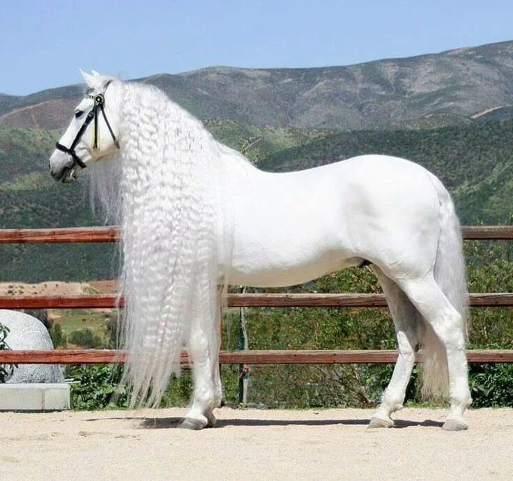 Vyatka stallion Sobor. Vyatka is a very old breed that originates either from Ta