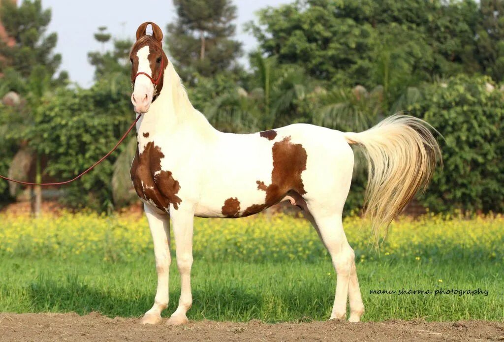 Породы лошадей с фото The Kathiawari or Kathiawadi is a breed of horse from the Kathiawar peninsula in