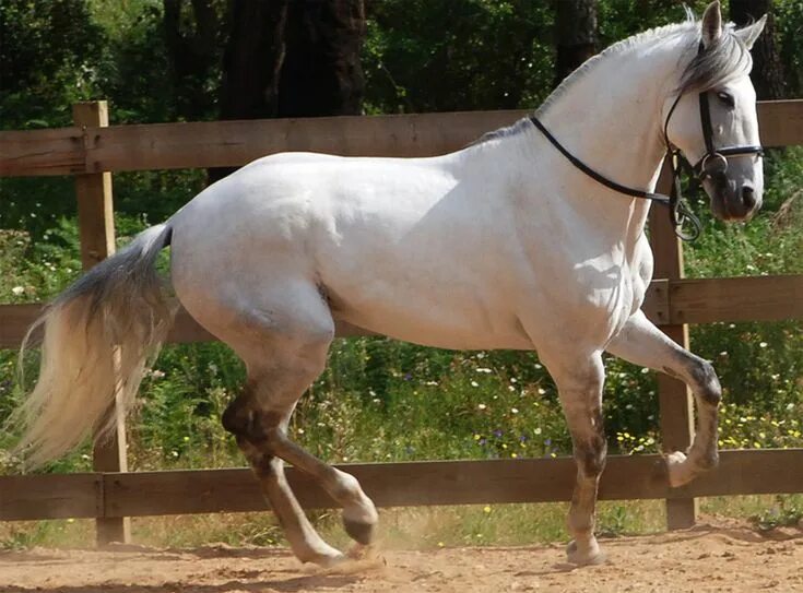 Породы лошадей с фото Лошадь лузитанской породы Horses, Lusitano horse, Lusitano stallion