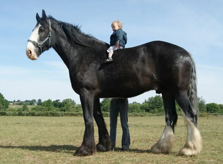 Породы лошадей с фото Pin su Percheron Horses Cavalli da tiro, Razze equine, Cavallo da tiro