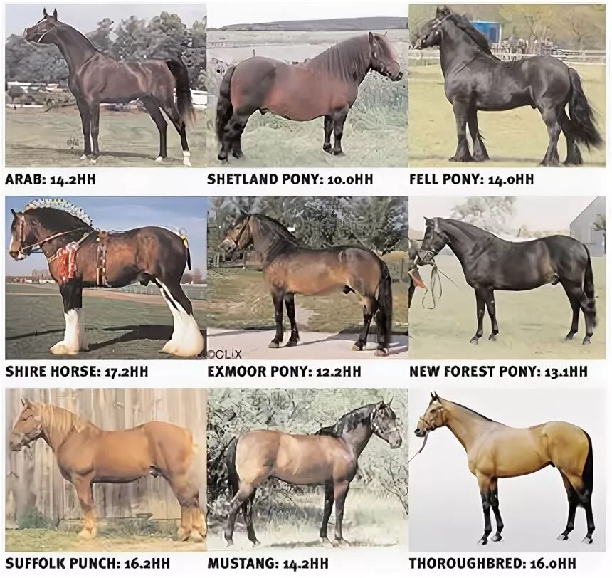 Породы лошадей с фото и описанием Horse Breeds Beautiful horses wild, Horses, Horse breeds