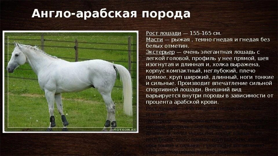 Породы лошадей с фото и описанием Информация о лошадях фото - DelaDom.ru