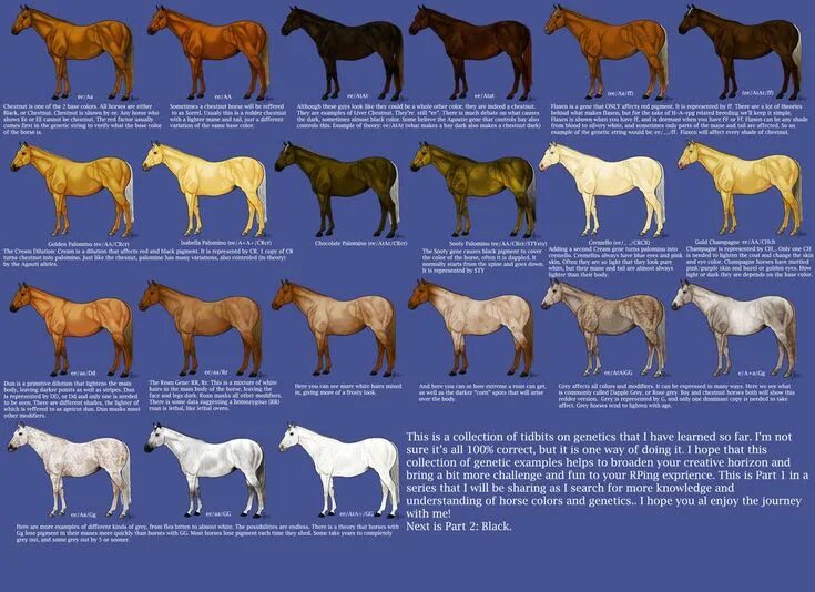 Породы лошадей список с фото Chestnut Color Genetics Chart by MagicWindsStables Horse coat colors, Horse colo