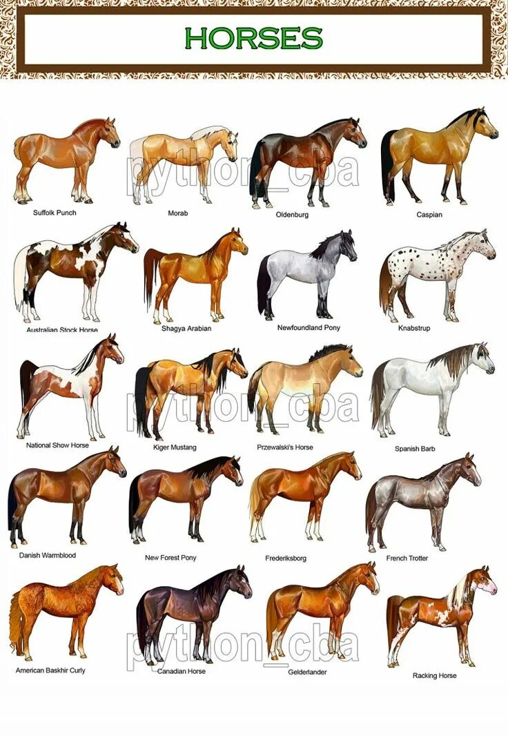 Породы лошадей список с фото Colección 3 Pósters Razas De Caballos - 42x30 Cm. - Nuevos - $ 20.803,83 Razas d