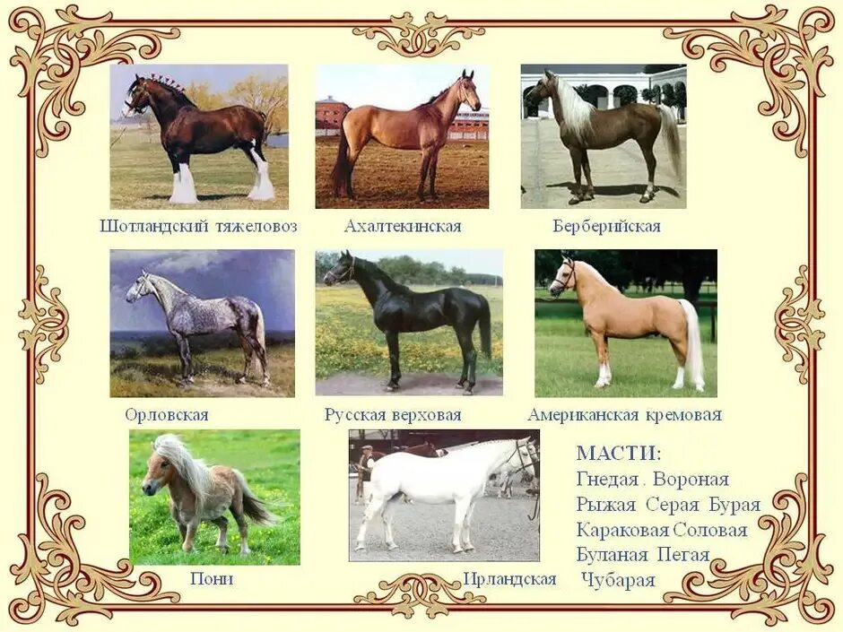 Породы лошадей список с фото Реестр пород животных: найдено 83 картинок