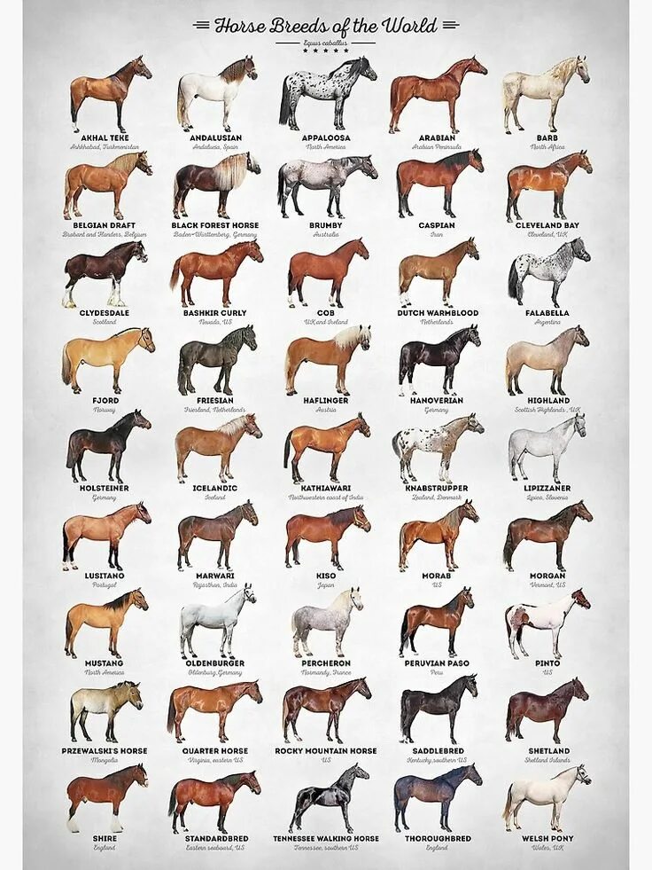 Породы лошадей список с фото "Horse Breeds Of The World" Poster for Sale by Inna Soyturk Razze equine, Foto d