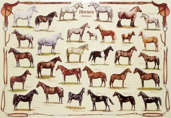 Породы лошадей список с фото equine science: breeds Horse posters, Horse breeds, Horses
