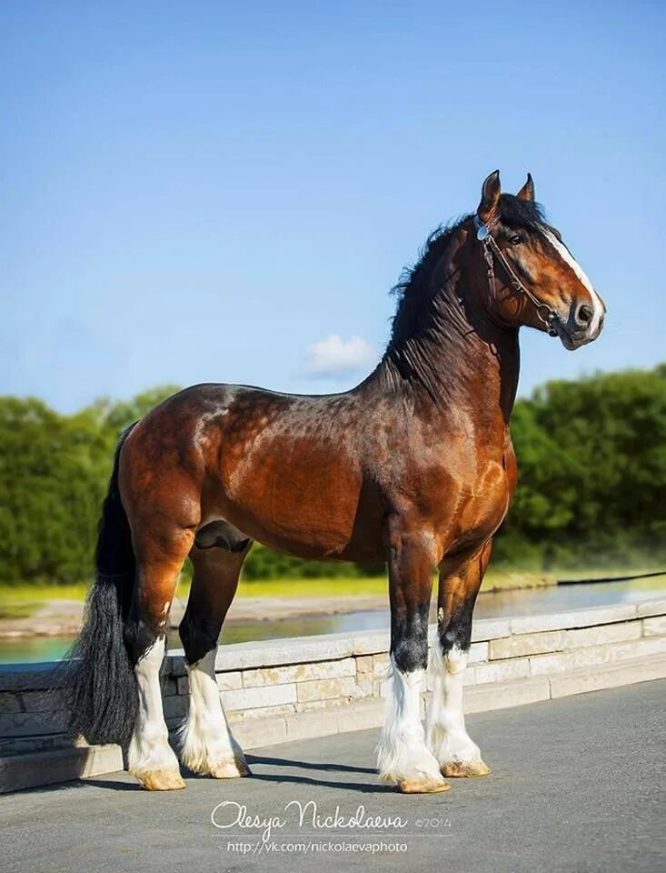 Породы лошадей тяжеловозов фото ® Olesya Nickolaeva Horse breeds, Horses, Draft horses