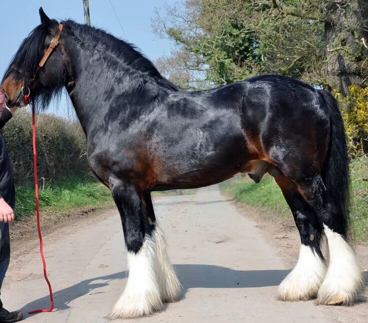 Породы лошадей тяжеловозов фото Beautiful seal brown Shire draft horse Horse breeds, Rare horse breeds, Clydesda