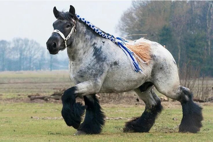 Породы лошадей тяжеловозов фото black horses 2015 - Google Search Big horses, Horses, Horse breeds