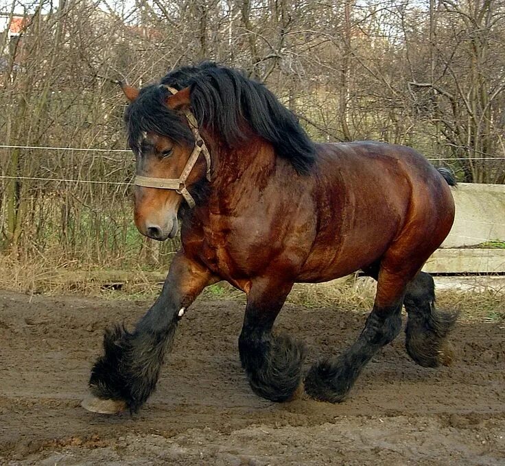 Породы лошадей тяжеловозов фото Belgian Draft Horse Museum, Vollezele Horses, Belgian horse, Belgian draft horse