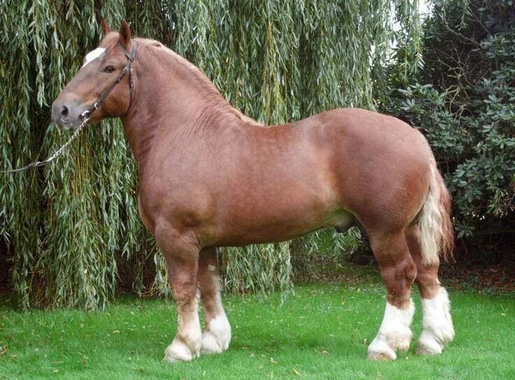 Породы лошадей тяжеловозов фото Breed of the day: Cheval Breton (Breton Horse) The Breton is a breed of draft ho