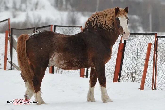 Породы лошадей тяжеловозов фото stallion Lazurnyj (With images) Horses