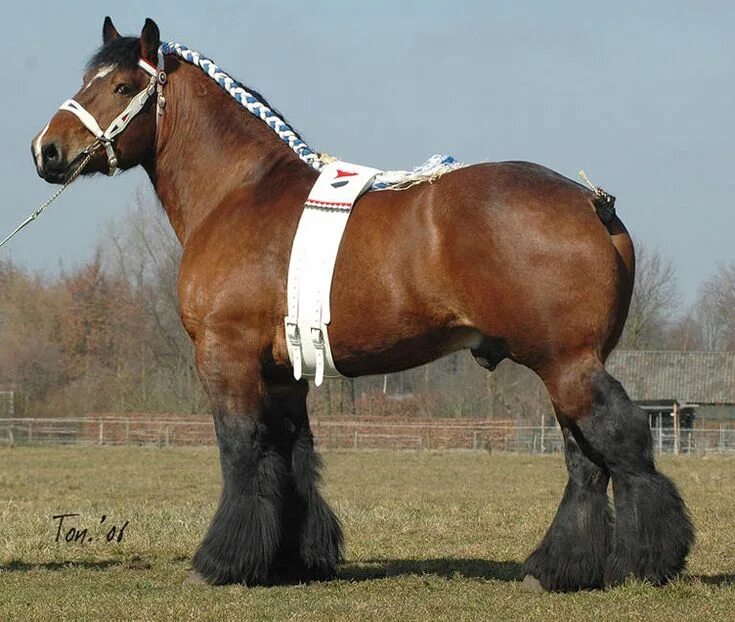 Породы лошадей тяжеловозов фото Dutch Draft Big horses, Horses, Horse breeds