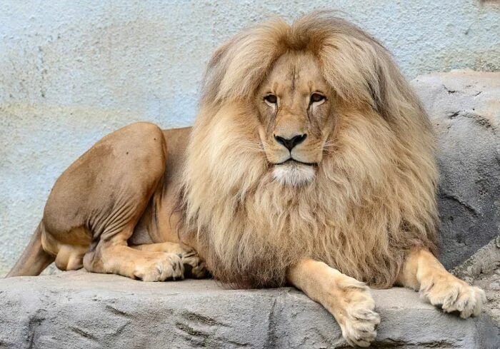 Породы львов фото Leon The Lion Likes To Flaunt His Mane For All The World To See Animals beautifu