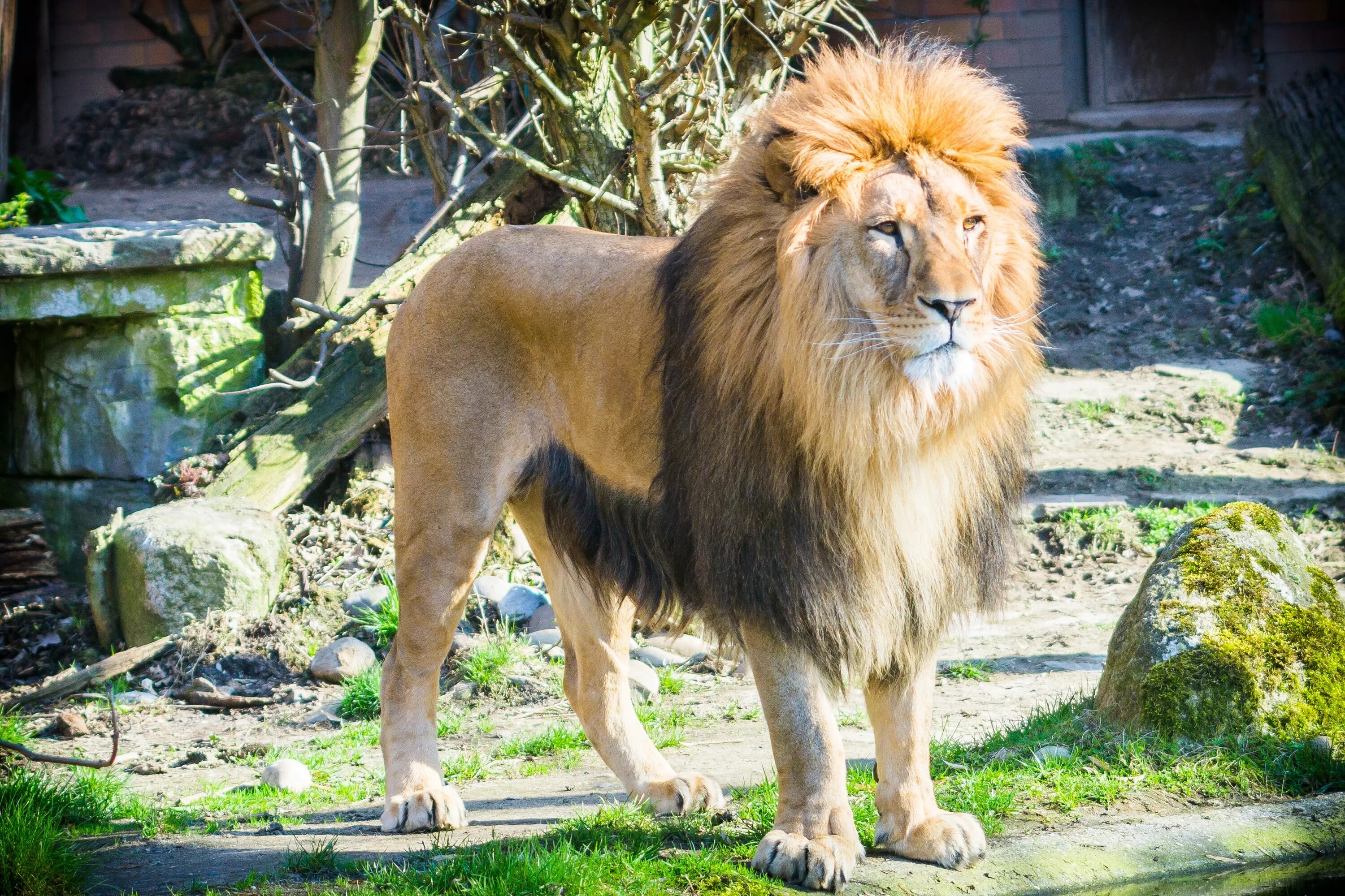 Породы львов фото Free Images : male, wildlife, zoo, africa, mane, fauna, lion, big cat, vertebrat