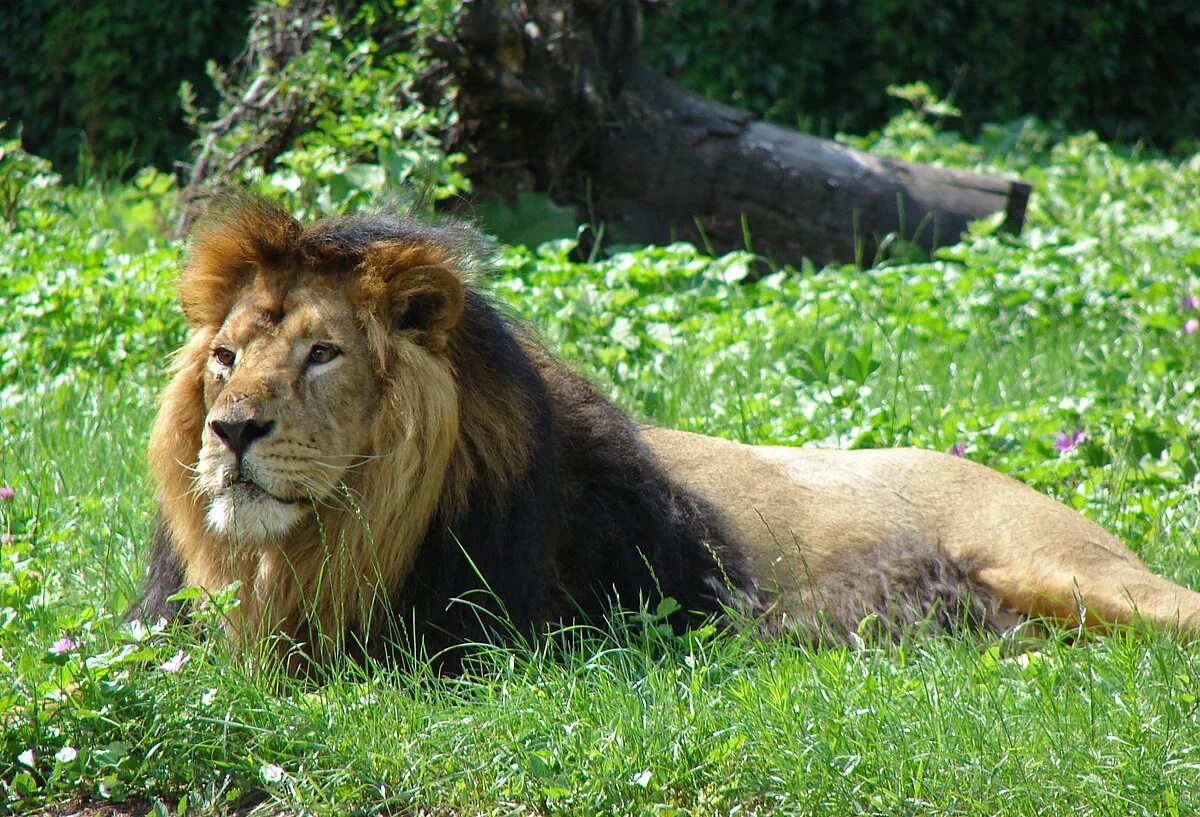 Barbary Lion Lion photography, Lion, Barbary