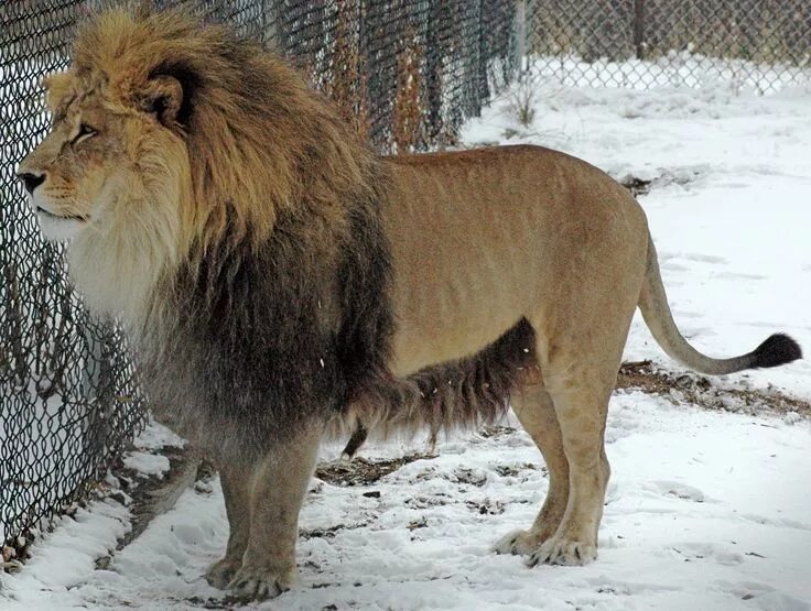 Породы львов фото Daniel the lion has Barbary lion characteristics. This boy had a blast chasing h