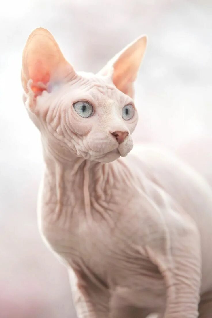 Породы лысых кошек фото Pin on sphynx cat Sphynx cat, Sphynx, Hairless cat