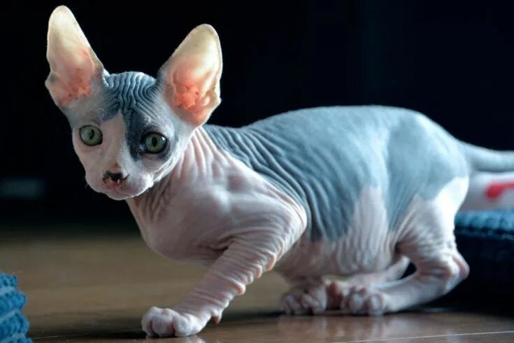 Породы лысых кошек фото The 20 Most Expensive Cat Breeds in the World Cat breeds, Hairless cat, Cute kit