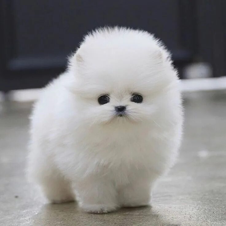 Породы маленьких фото цена Pin de Emma L. Mayes em Pomeranian Animais, Fofura