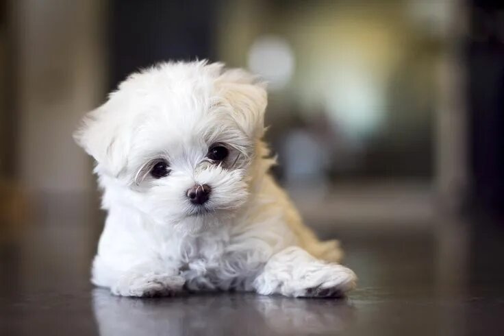 Породы маленьких пород фото Maltese Maltese puppy, Puppies, Maltese dogs