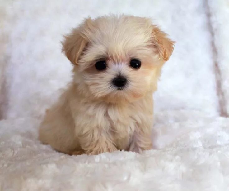 Породы маленьких пород фото Teacup puppies are cute, small as well as adorable and this why most dog lovers 