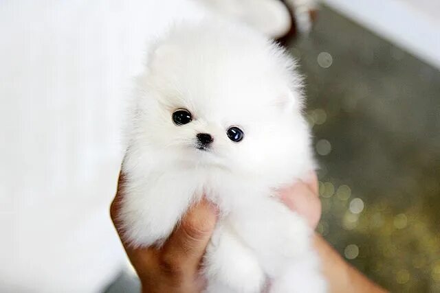 Породы маленьких пушистых собак фото so tiny cute teacup pomeranian puppy Pomeranian puppy, Pomeranian puppy teacup, 