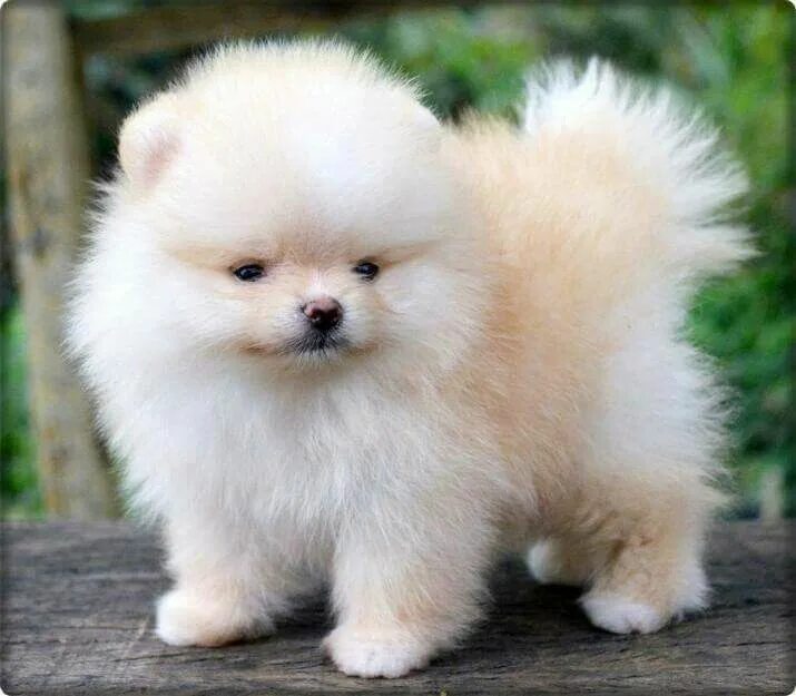 Породы маленьких пушистых собак фото с названиями Pin de Patty Metcalf em Pomeranians Cachorro, Lindos filhotes de cachorro, Cães