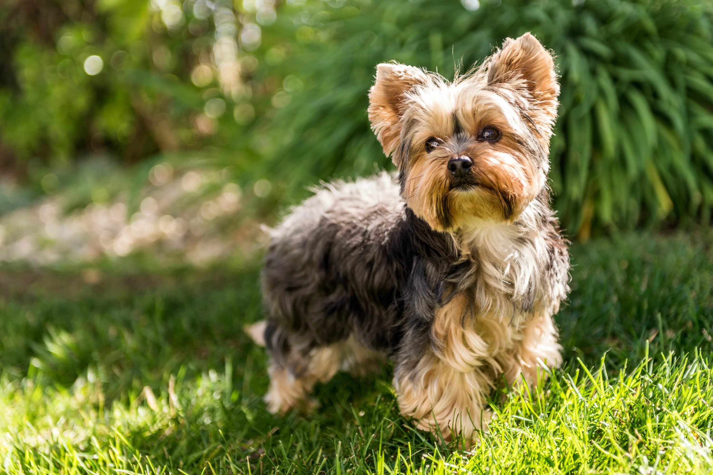 Породы маленьких собак с фото спб Pin by Dogs Album on Yorkshire Terrier 3 Best small dogs, Small dog breeds, York