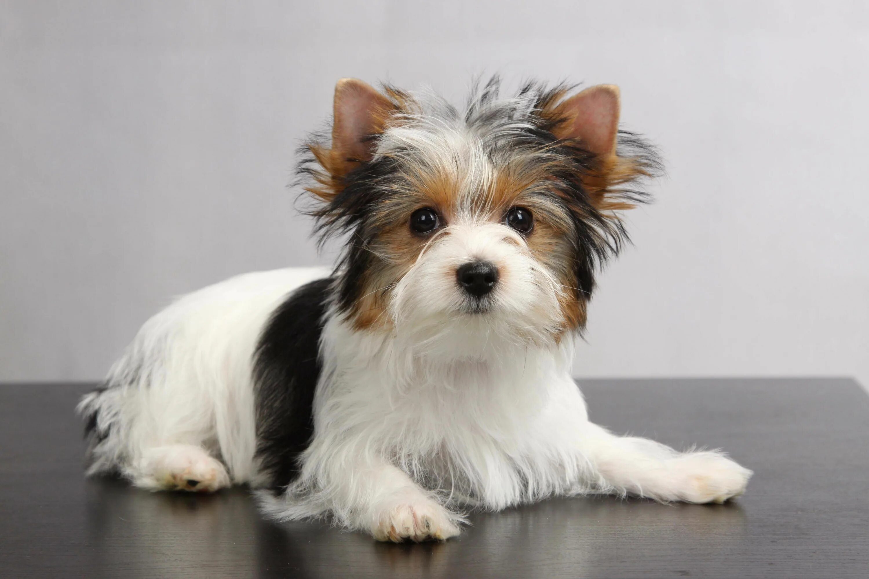 Породы маленьких собак с фото спб Biewer Yorkshire Terrier Йоркширский терьер, Терьер, Домашние собаки