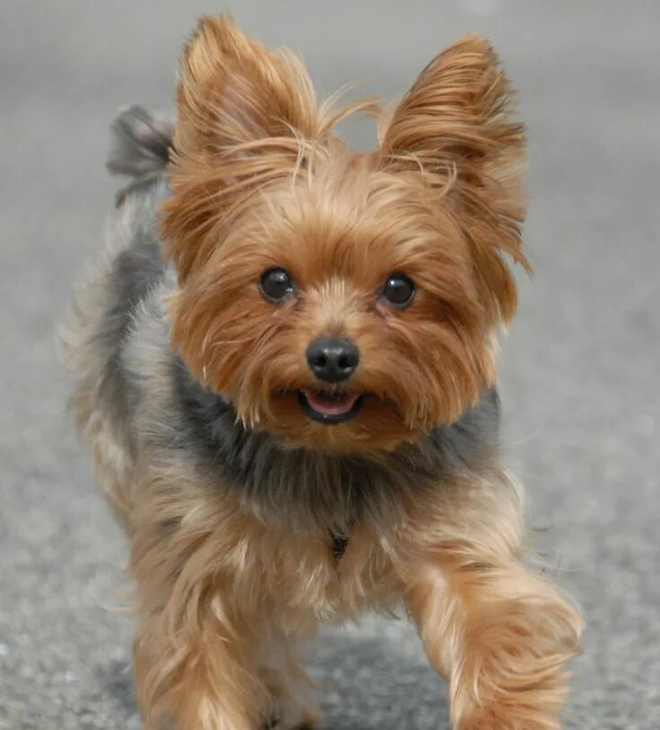 Породы маленьких собак с фото спб 2011-04-03 Lewis Morris Dog Park on a Beautiful Sunday Yorkie dogs, Terrier bree