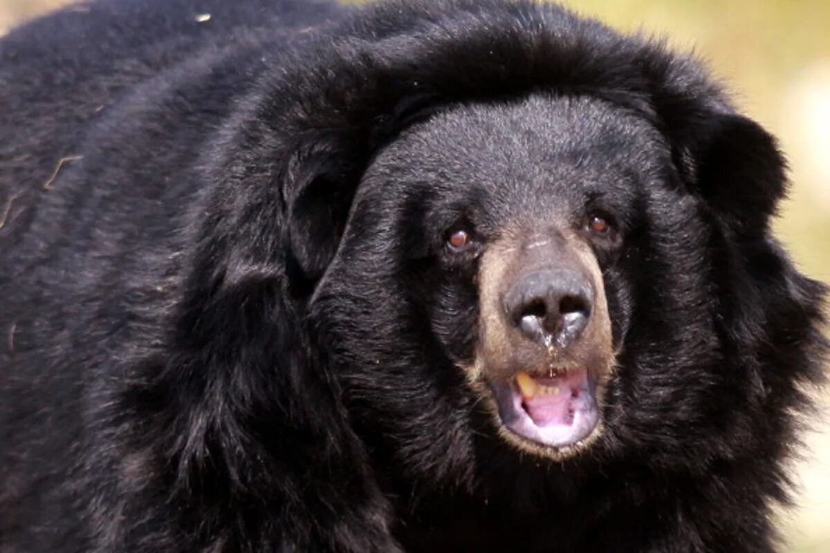 Породы медведей фото Chinese man raises two puppies which turn out to be endangered black bears The I