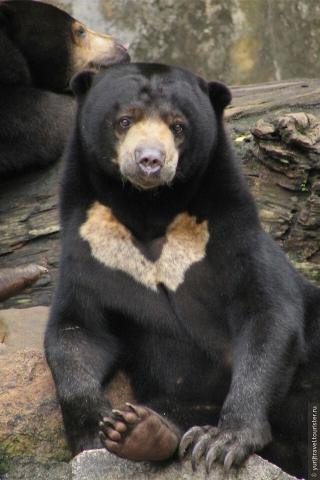 Sun Bear - The Dog Bear, Asian Bear - FactZoo.com Bear, Animals, Malayan sun bea