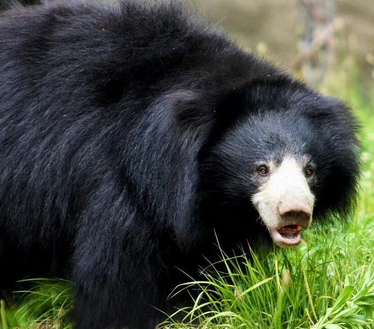 Породы медведей фото The sloth bear (Melursus ursinus), also known as the Stickney bear or labiated b