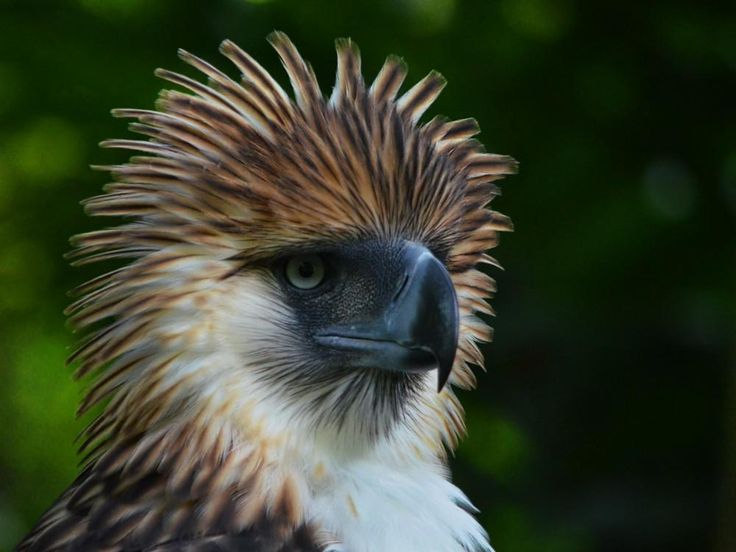 Породы орлов фото и названия Águila filipina Weird birds, Birds, Philippine eagle