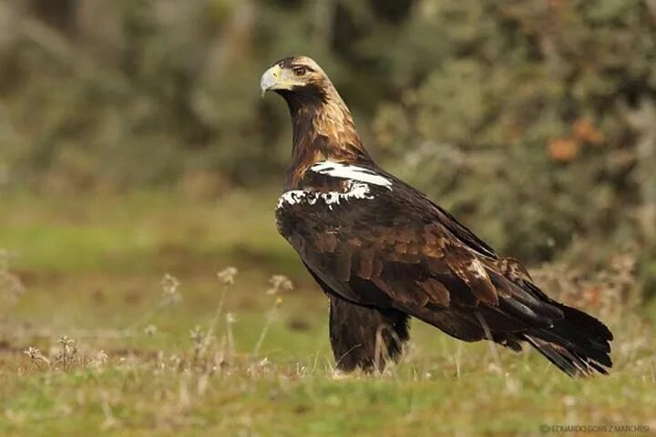 Породы орлов фото и названия Spanish Imperial Eagle - Aquila adalberti Photo by Eduardo Gomez Marchesi. Sierr