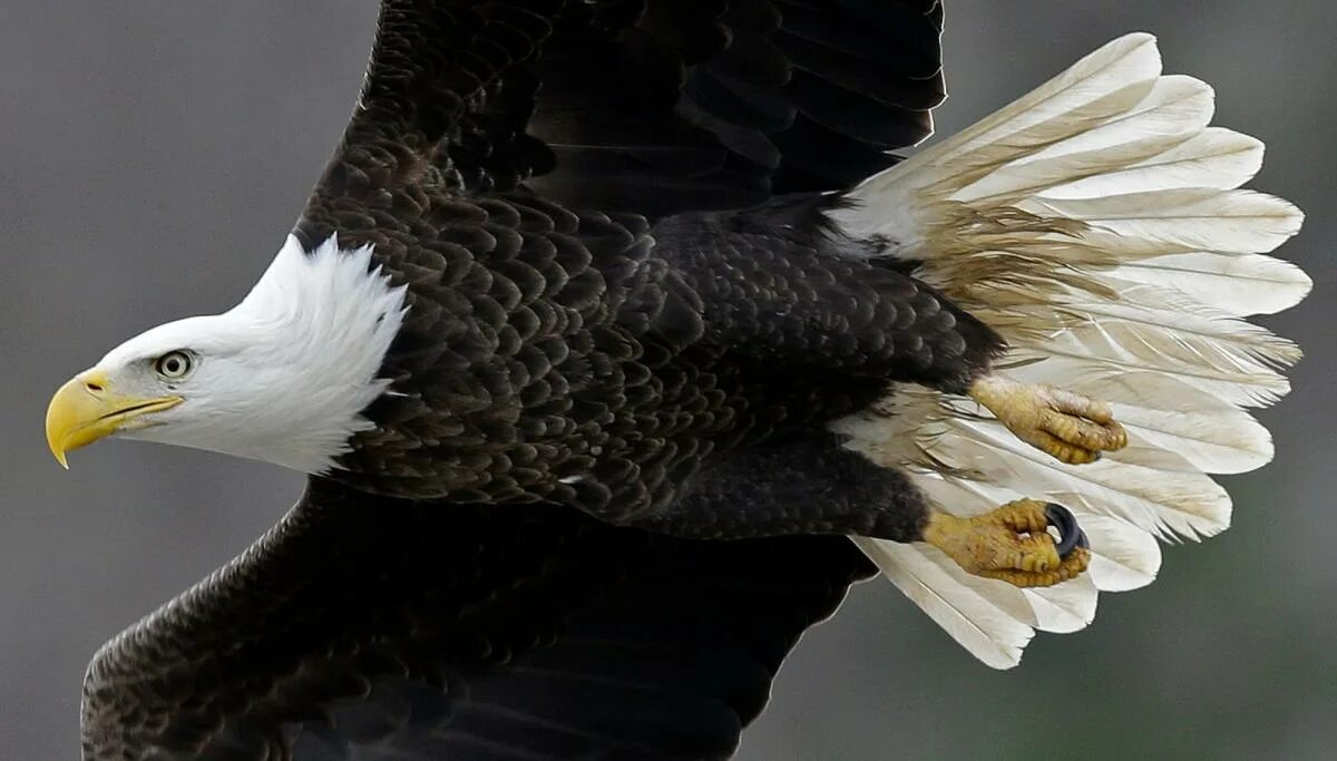 Породы орлов фото и названия Bald eagles: Latest bird flu victims