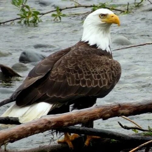 Породы орлов фото и названия Stream How did bald eagles avoid extinction? by The Public's Radio Listen online