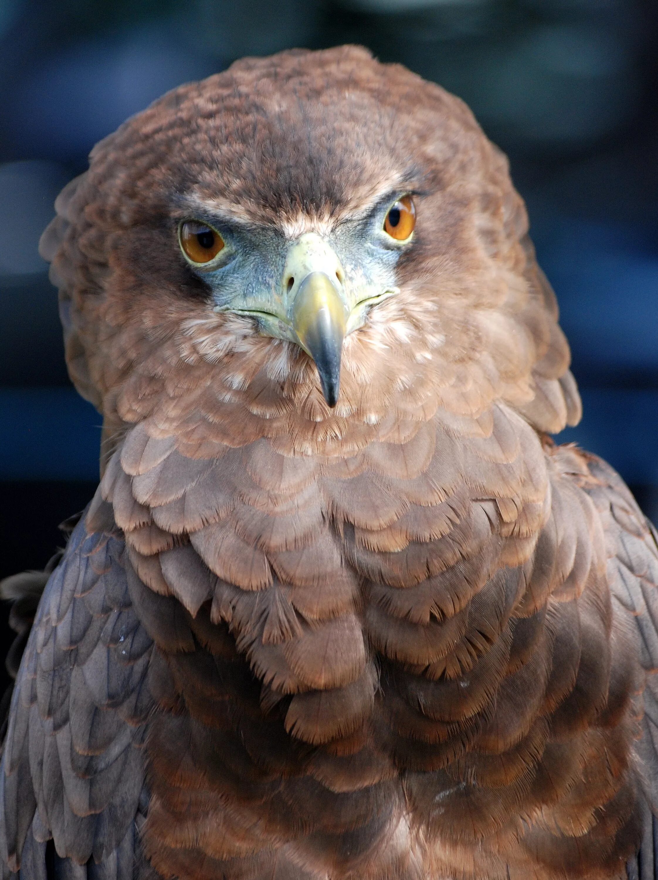 Породы орлов фото и названия Free Images : wing, wildlife, beak, eagle, predator, owl, fauna, raptor, bird of