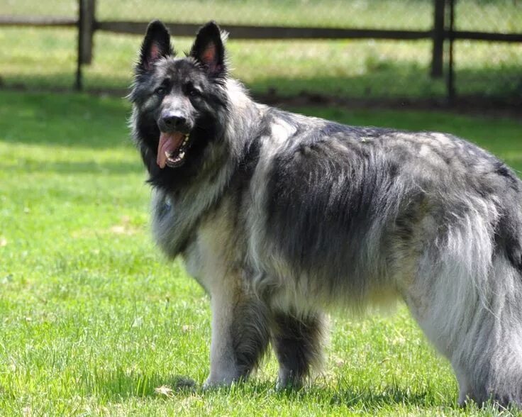 Породы овчарок фото Shiloh Shepherd is a rare breed of dog that is still under development. They are