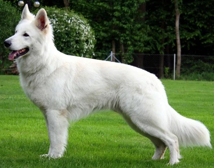 Породы овчарок фото berger blanc suisse White german shepherd, White swiss shepherd, German shepherd